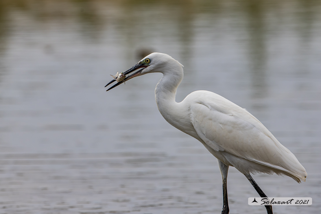Egretta garzetta; Garzetta; Little Egret