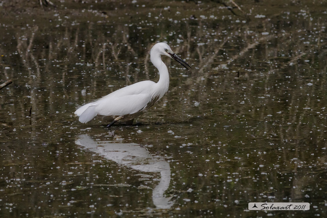 Egretta garzetta; Garzetta; Little Egret