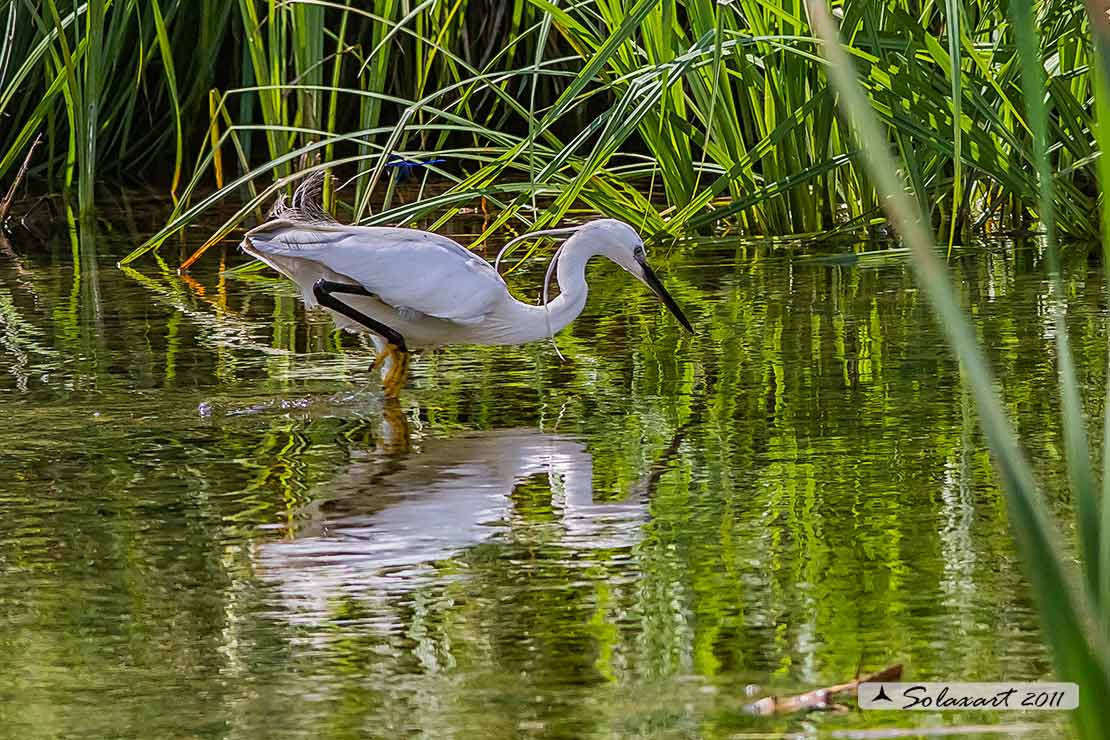 Egretta garzetta; Garzetta; Little Egret