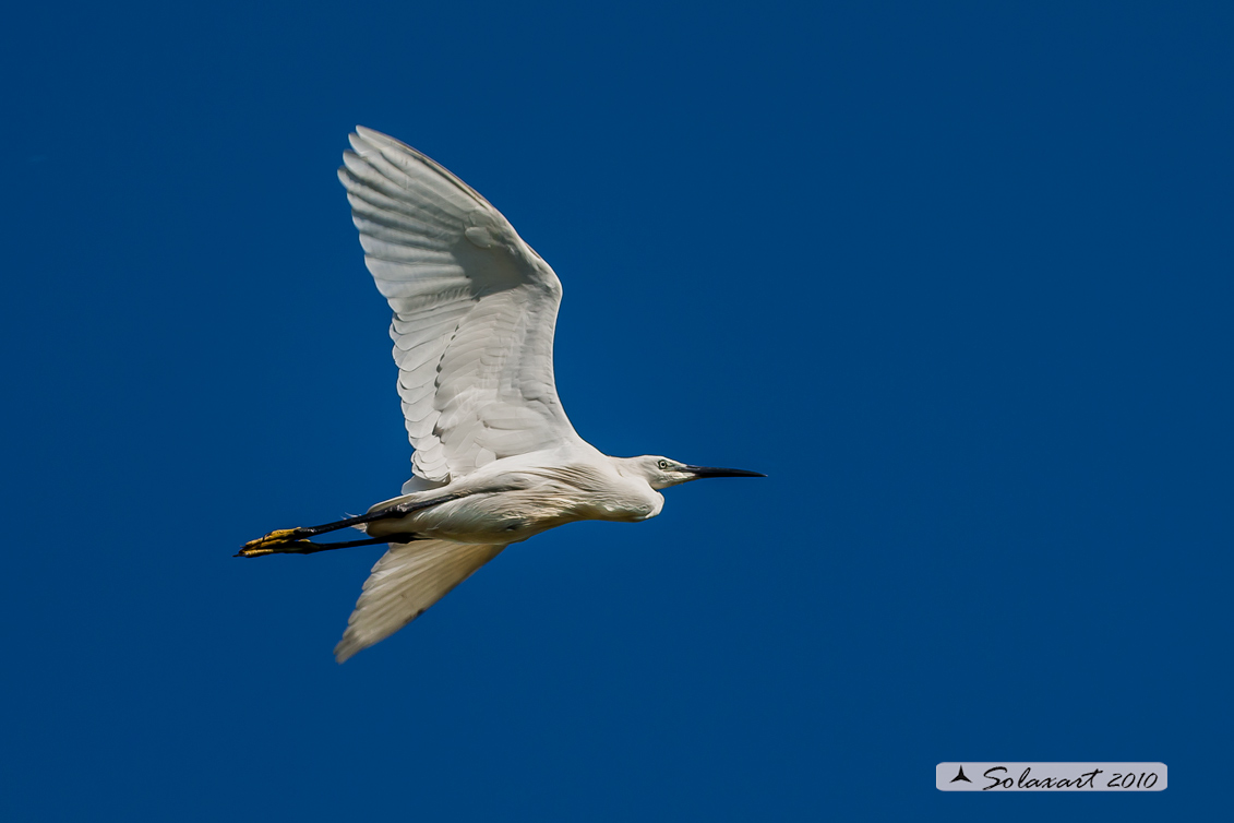 Egretta garzetta; Garzetta; Little Egret