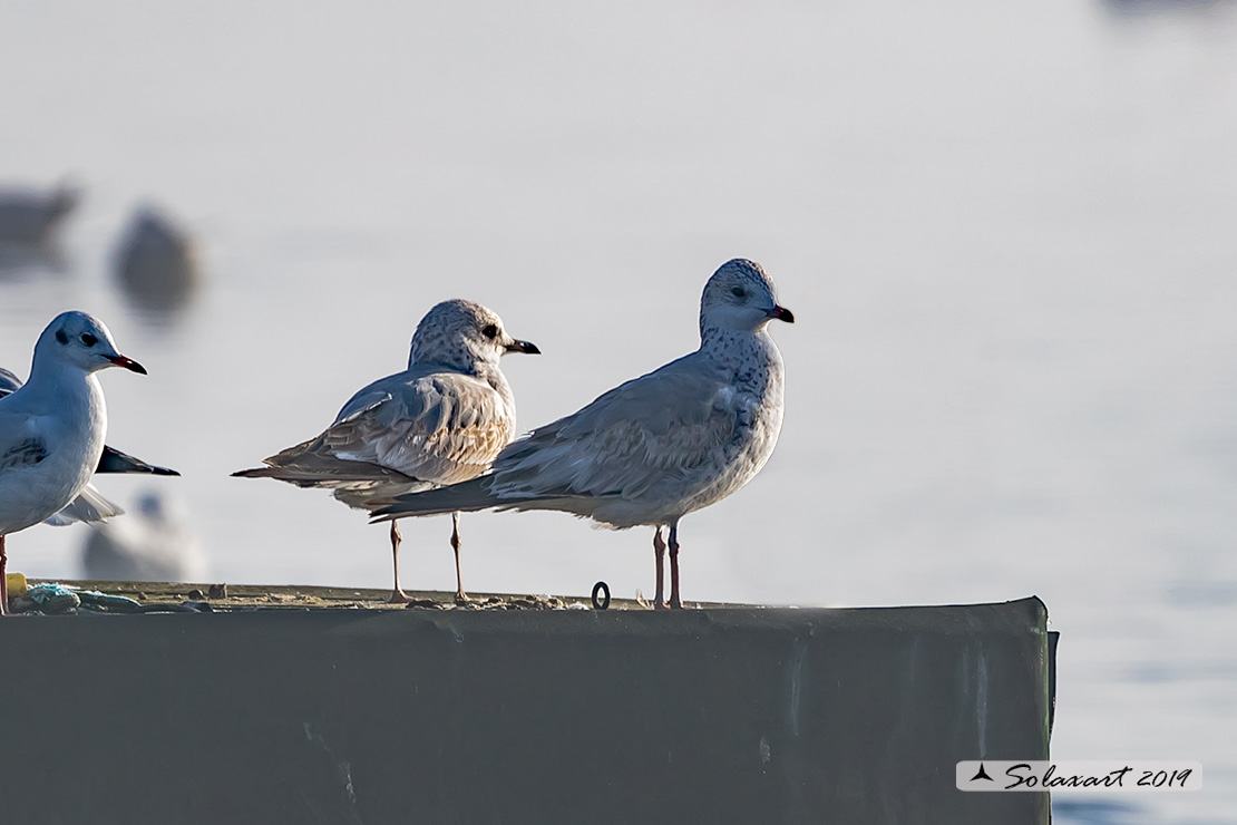 Larus canus - Gavina - Common gull