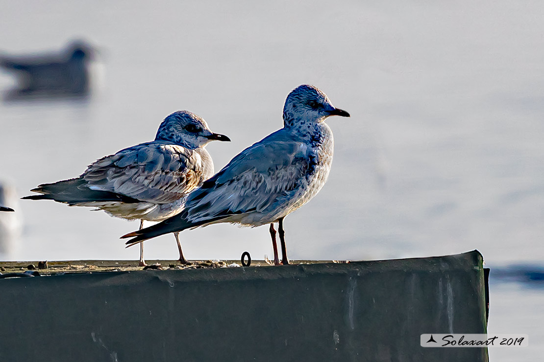 Larus canus - Gavina - Common gull