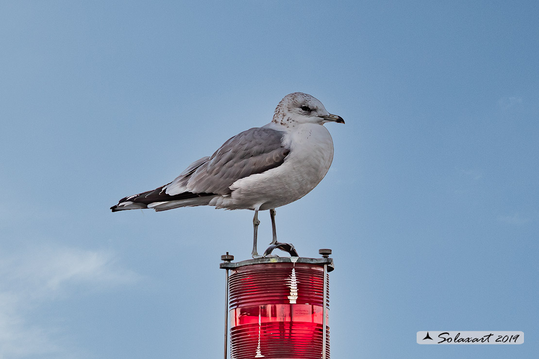 Larus canus - Gavina - Common gull