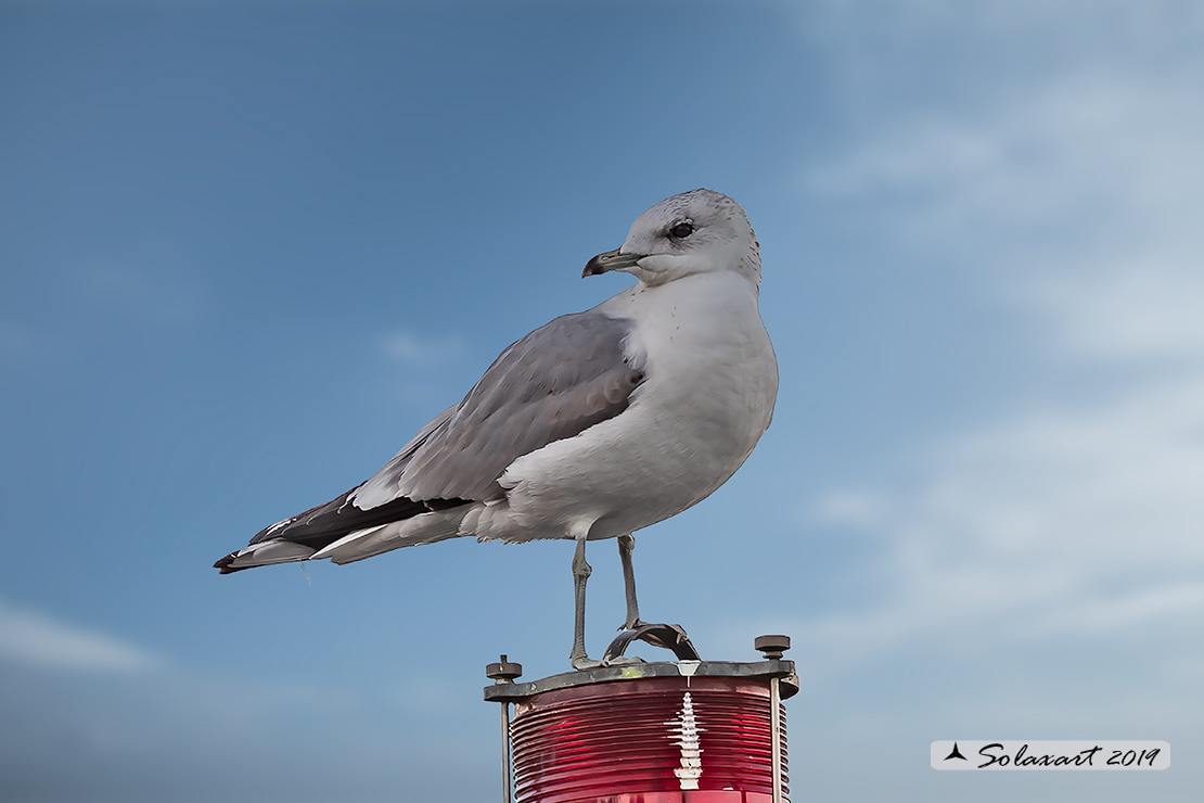 Larus canus - Gavina - Common gull