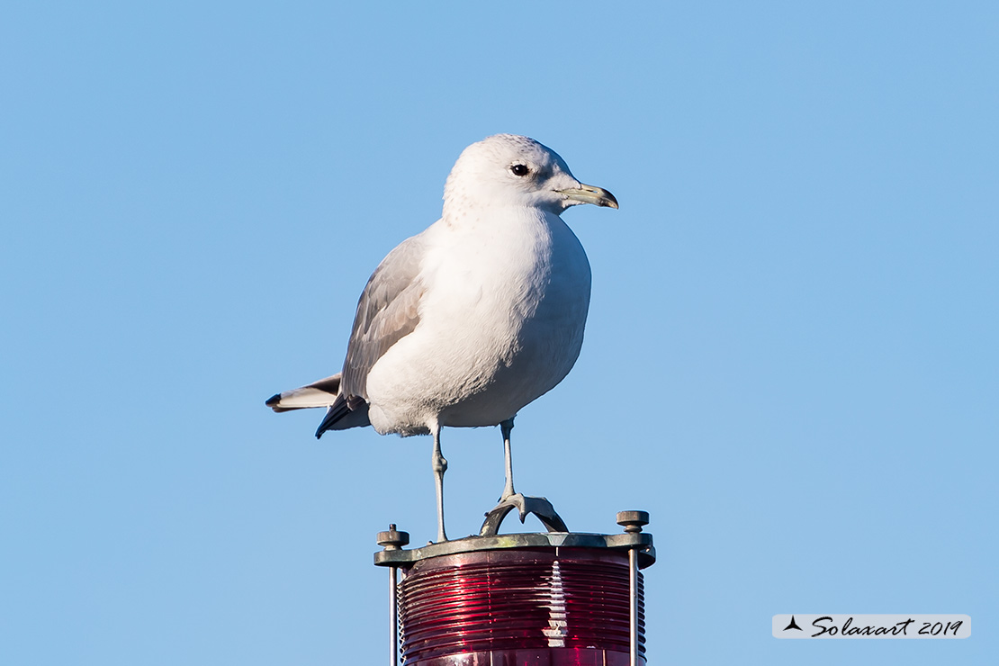 Larus canus - Gavina - Common gull