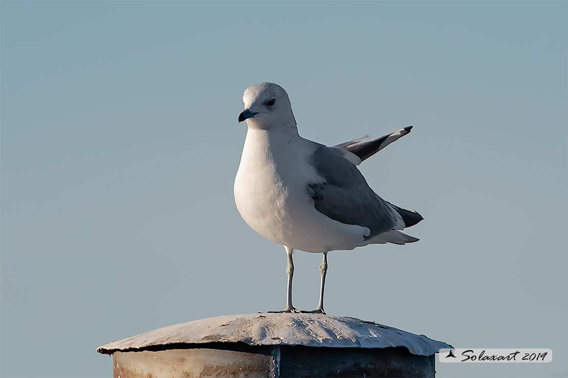 Larus canus - Gavina - Common gull
