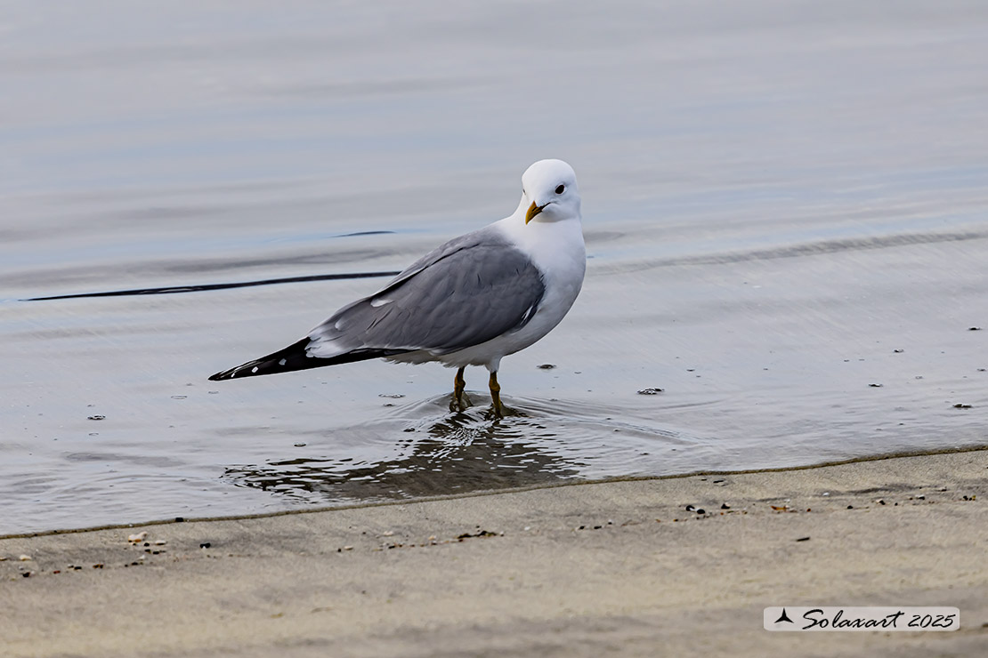 Larus canus - Gavina - Common gull