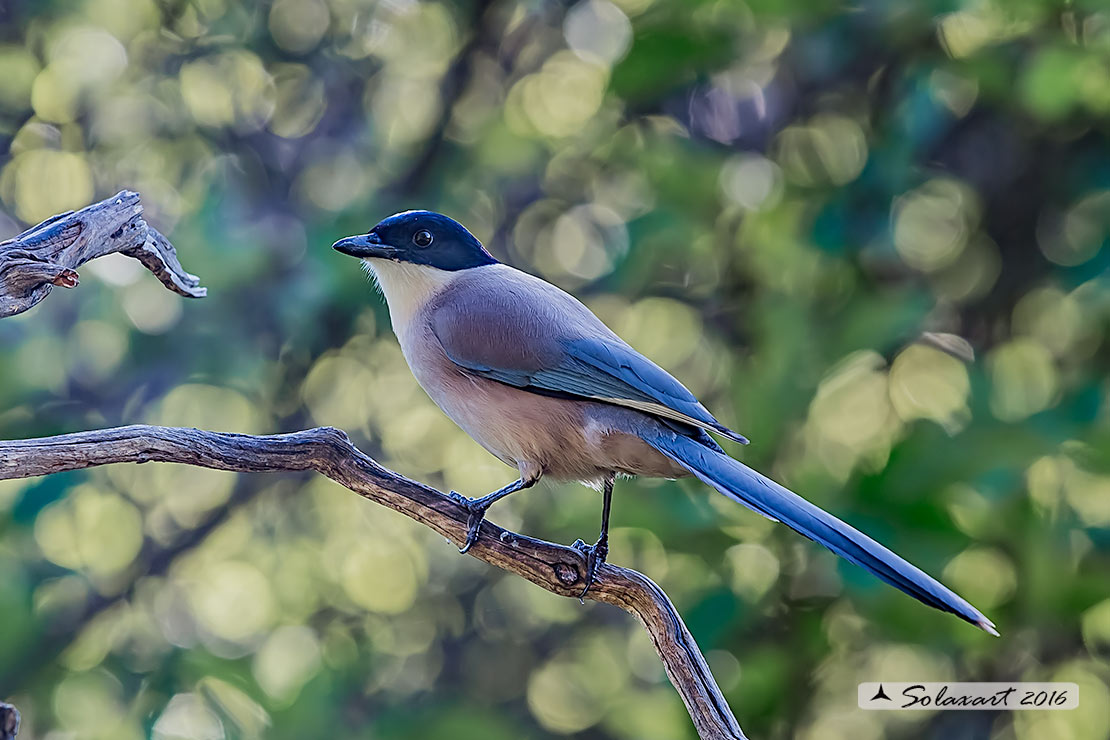 Cyanopica cyanus : Gazza azzurra Iberica ; Azure-winged (Iberian Magpie ;  Cyanopica cooki)