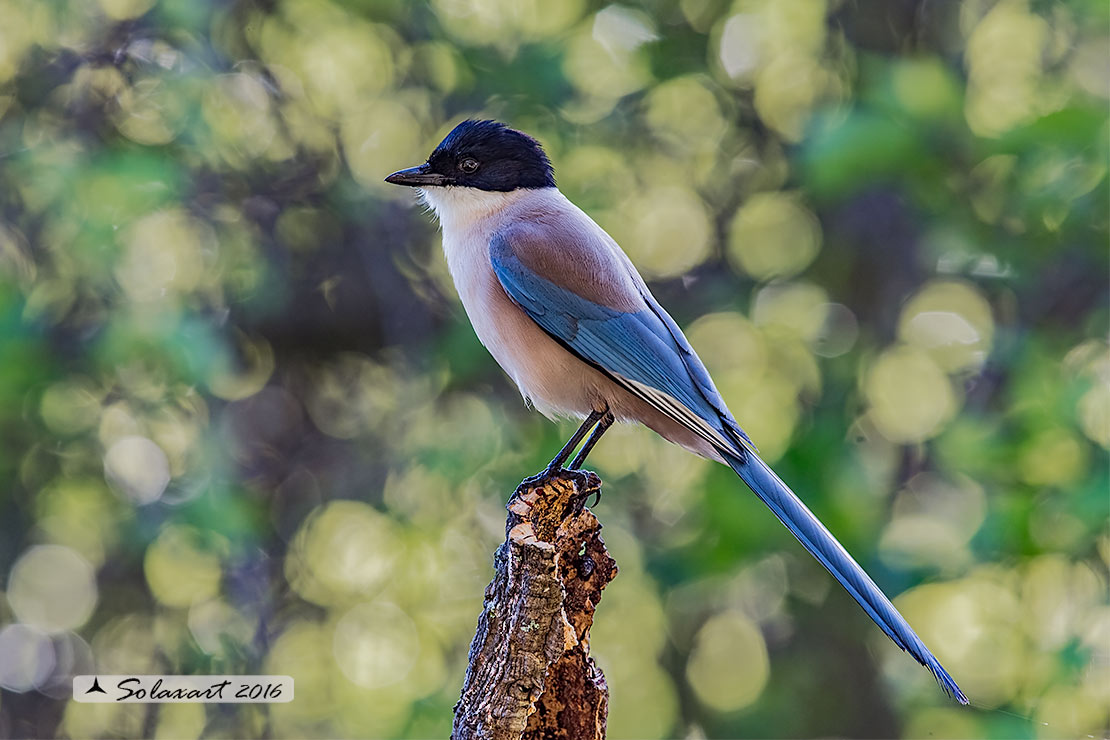 Cyanopica cyanus : Gazza azzurra Iberica ; Azure-winged (Iberian Magpie ;  Cyanopica cooki)