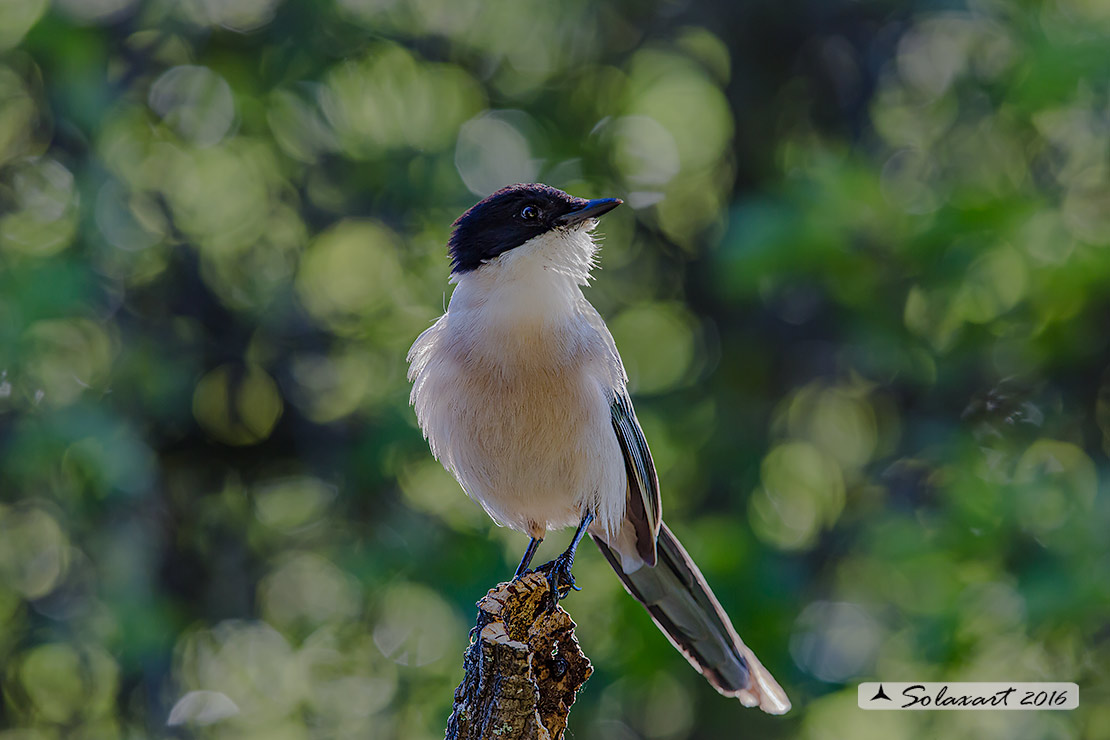 Cyanopica cyanus : Gazza azzurra Iberica ; Azure-winged (Iberian Magpie ;  Cyanopica cooki)