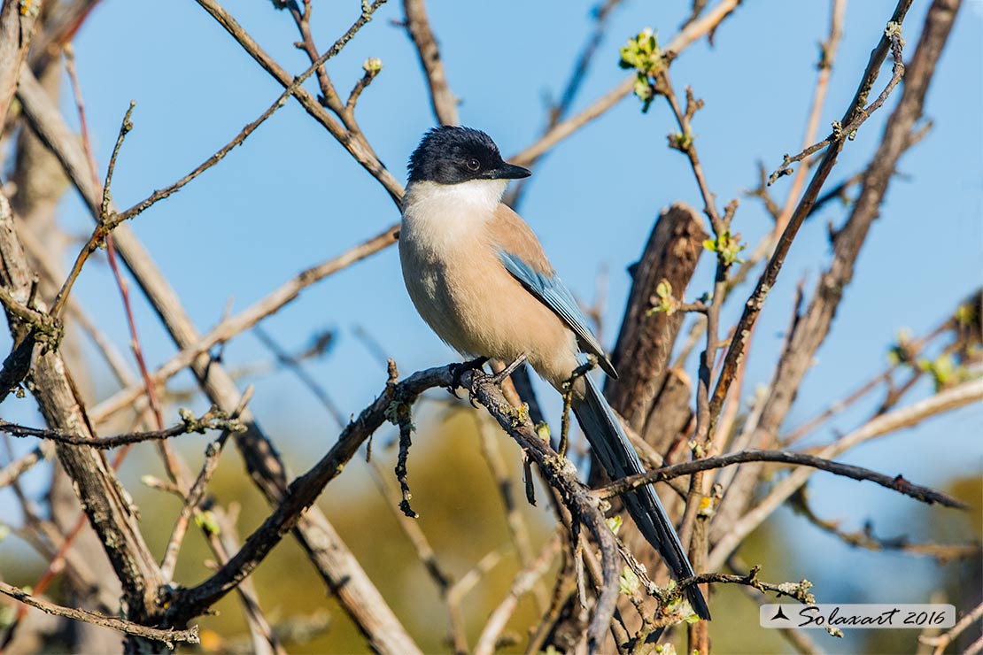 Cyanopica cyanus : Gazza azzurra Iberica ; Azure-winged (Iberian Magpie ;  Cyanopica cooki)