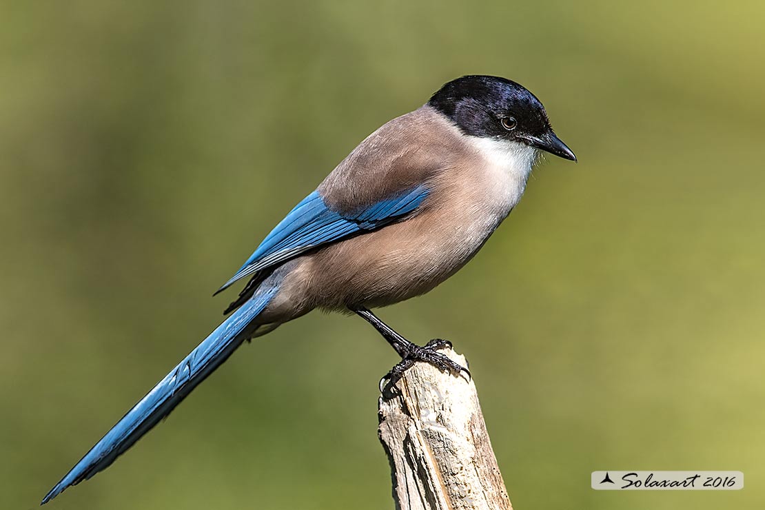 Cyanopica cyanus : Gazza azzurra Iberica ; Azure-winged (Iberian Magpie ;  Cyanopica cooki)