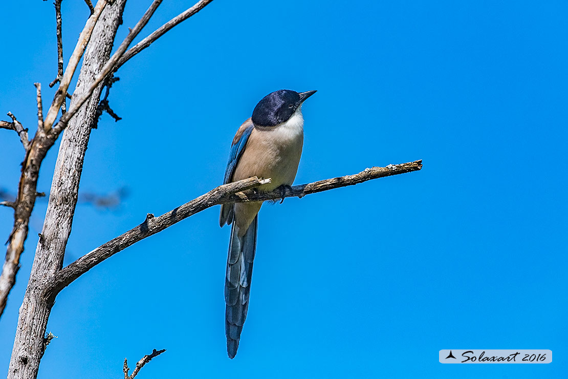 Cyanopica cyanus : Gazza azzurra Iberica ; Azure-winged (Iberian Magpie ;  Cyanopica cooki)