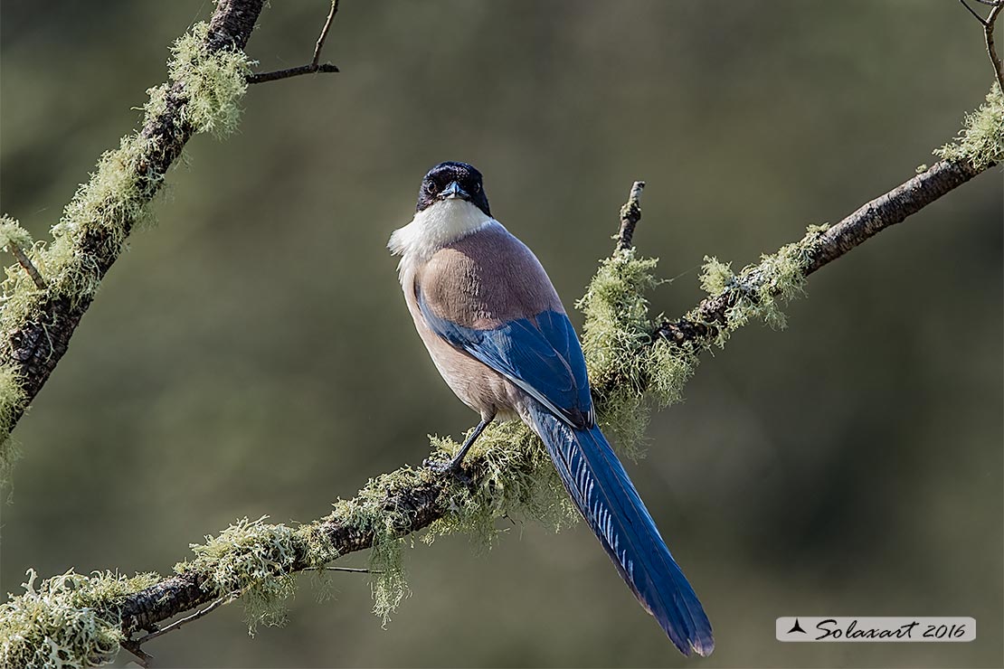 Cyanopica cyanus : Gazza azzurra Iberica ; Azure-winged (Iberian Magpie ;  Cyanopica cooki)