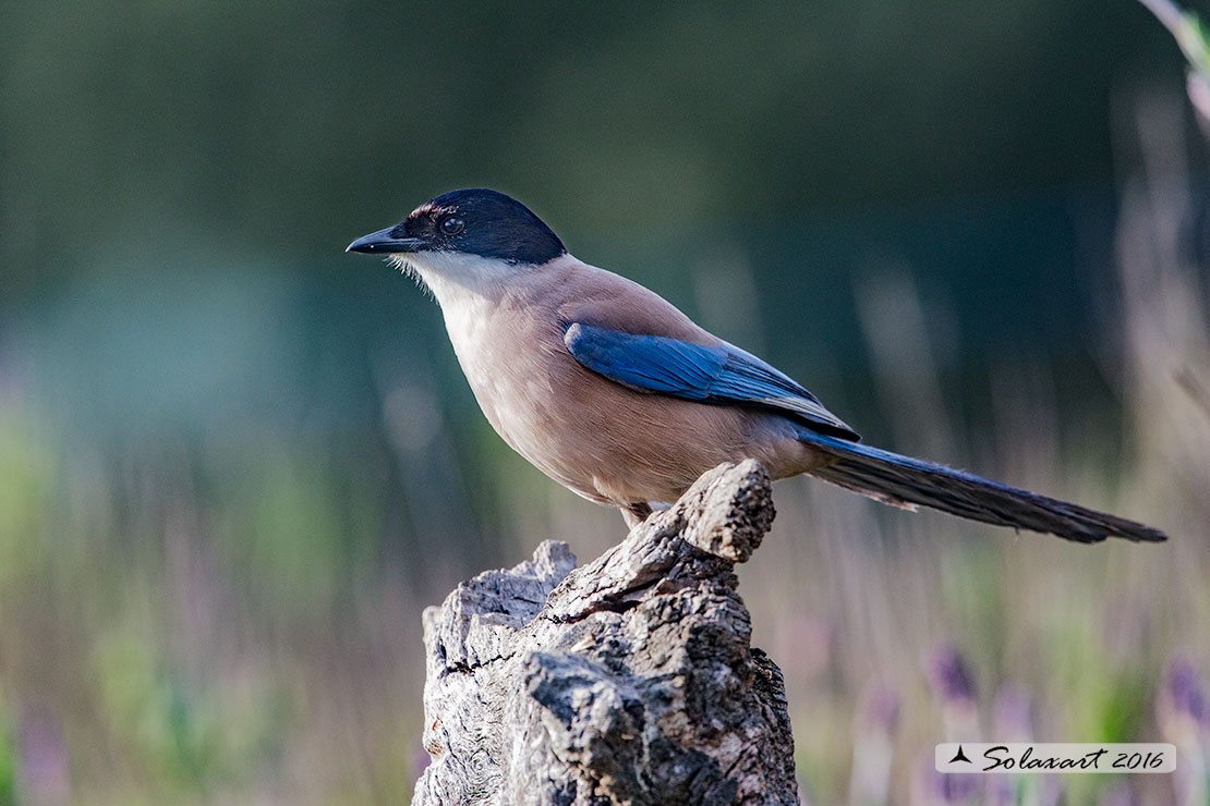 Cyanopica cyanus : Gazza azzurra Iberica ; Azure-winged (Iberian Magpie ;  Cyanopica cooki)