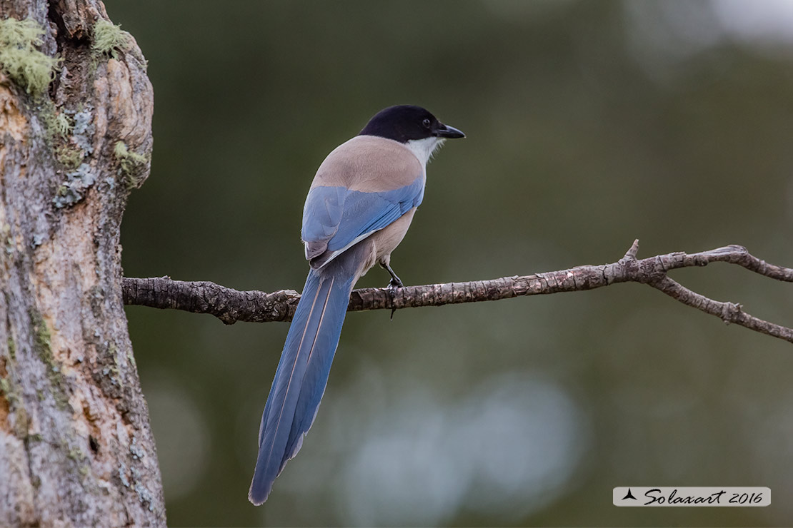 Cyanopica cyanus : Gazza azzurra Iberica ; Azure-winged (Iberian Magpie ;  Cyanopica cooki)