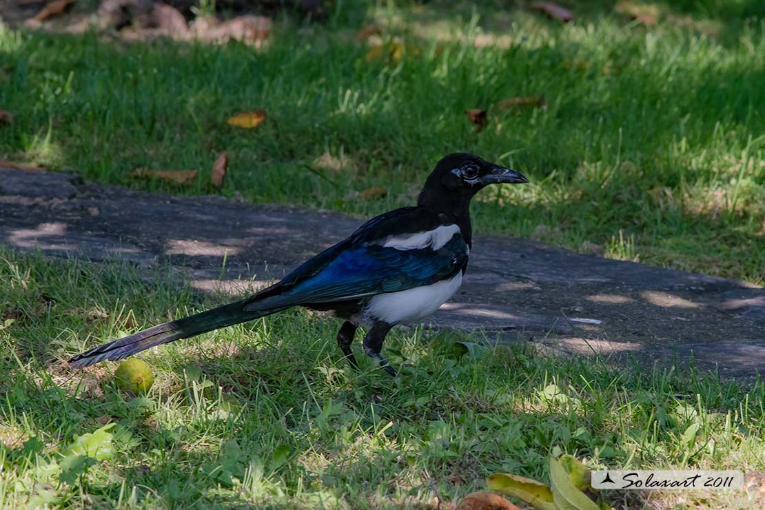 Pica pica: Gazza ladra; European Magpie; (genovese: Berta)