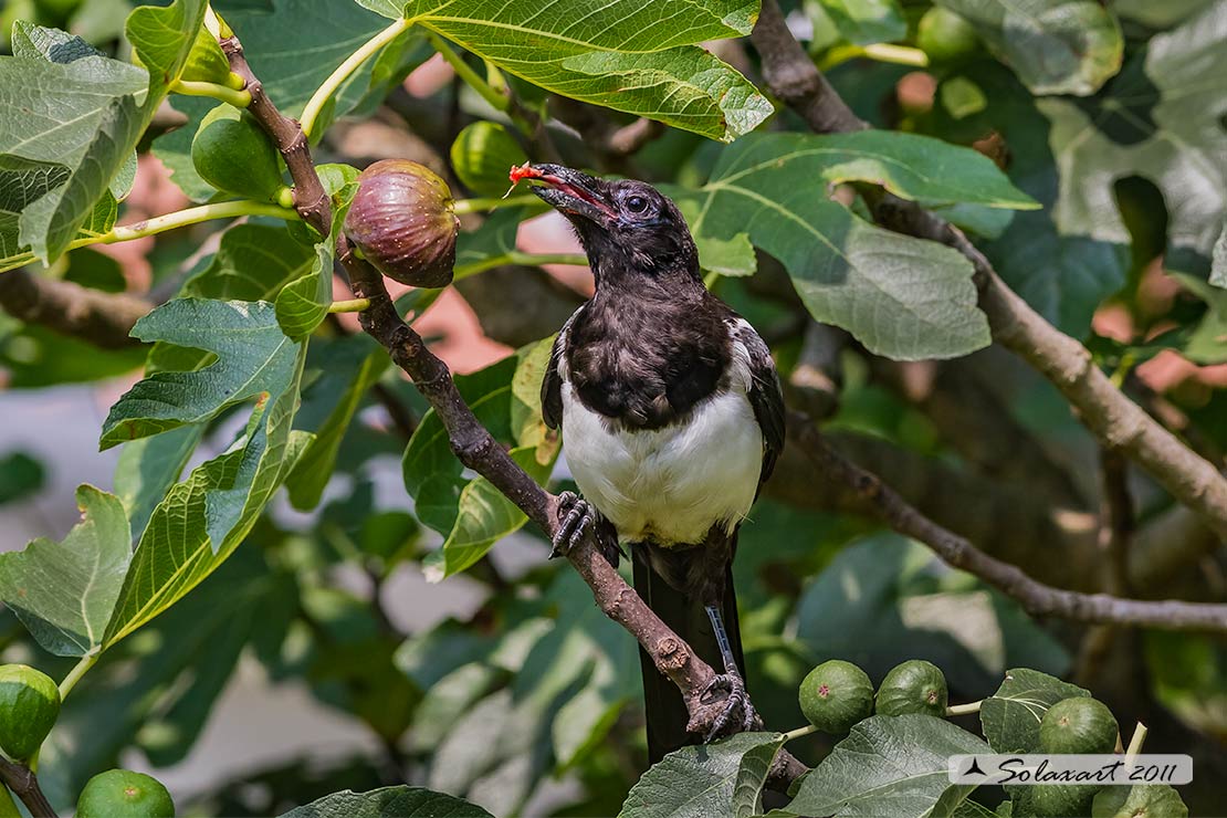 Pica pica: Gazza ladra; European Magpie; (genovese: Berta)