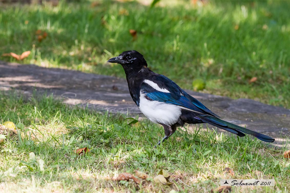 Pica pica: Gazza ladra; European Magpie; (genovese: Berta)