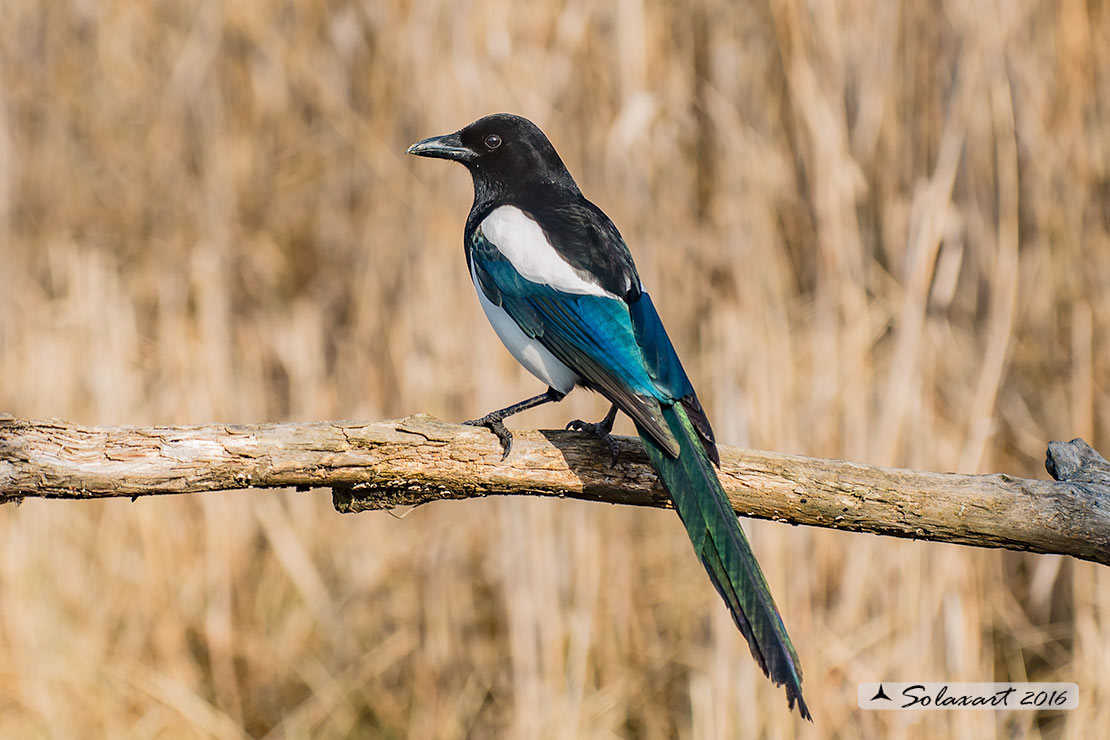 Pica pica: Gazza ladra; European Magpie; (genovese: Berta)