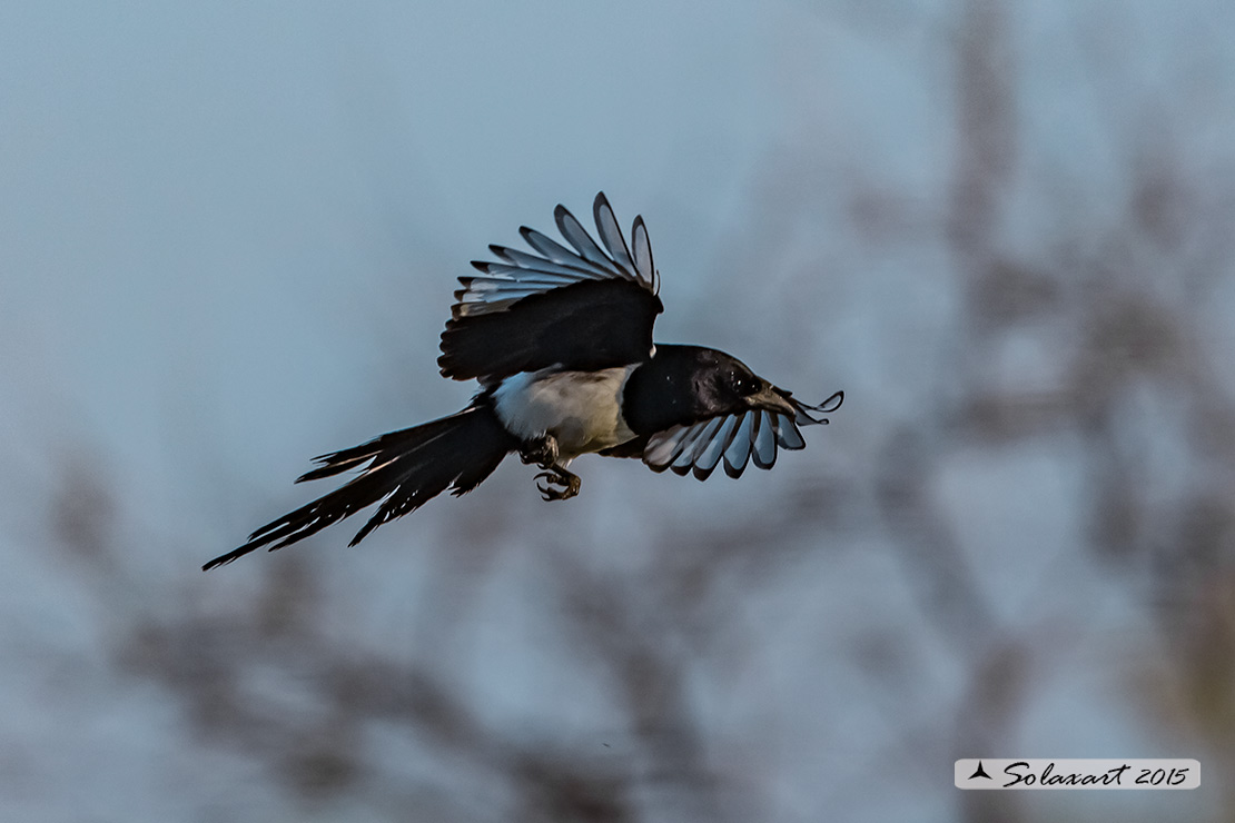 Pica pica: Gazza ladra; European Magpie; (genovese: Berta)