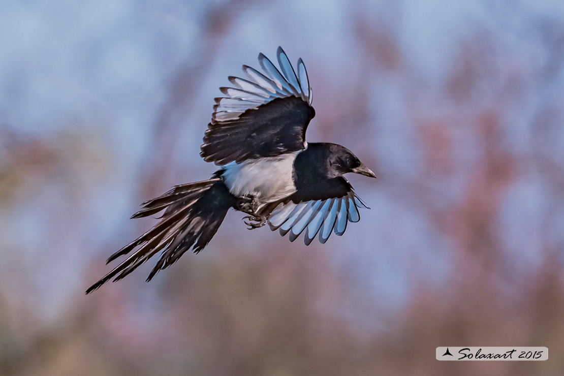 Pica pica: Gazza ladra; European Magpie; (genovese: Berta)