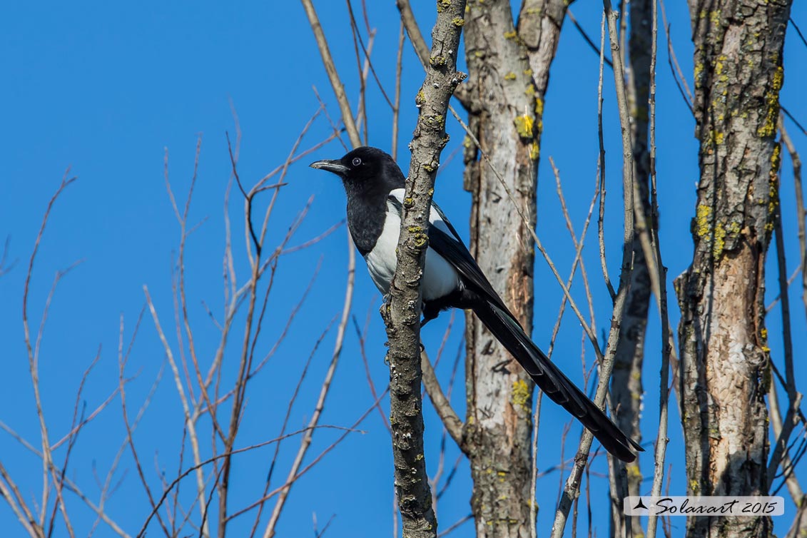 Pica pica: Gazza ladra; European Magpie; (genovese: Berta)