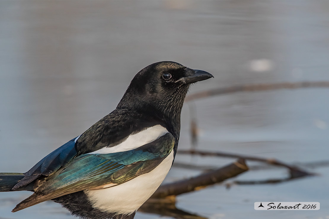 Pica pica: Gazza ladra; European Magpie; (genovese: Berta)