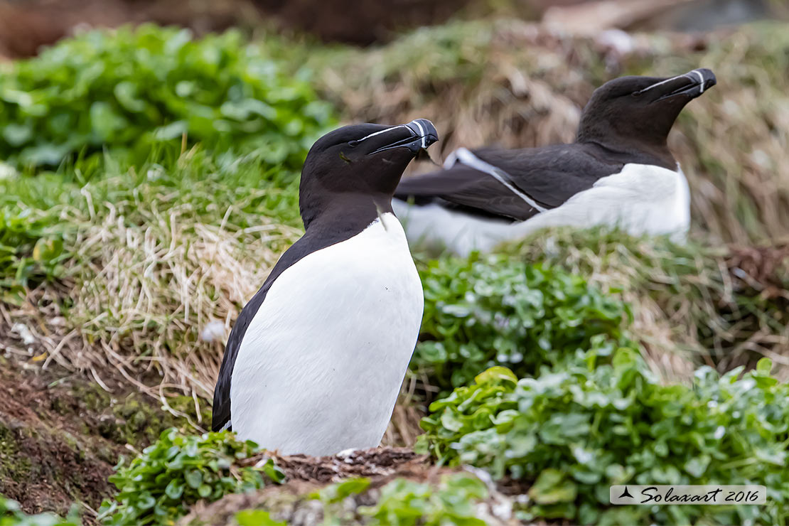 Alca torda: Gazza marina; Razorbill