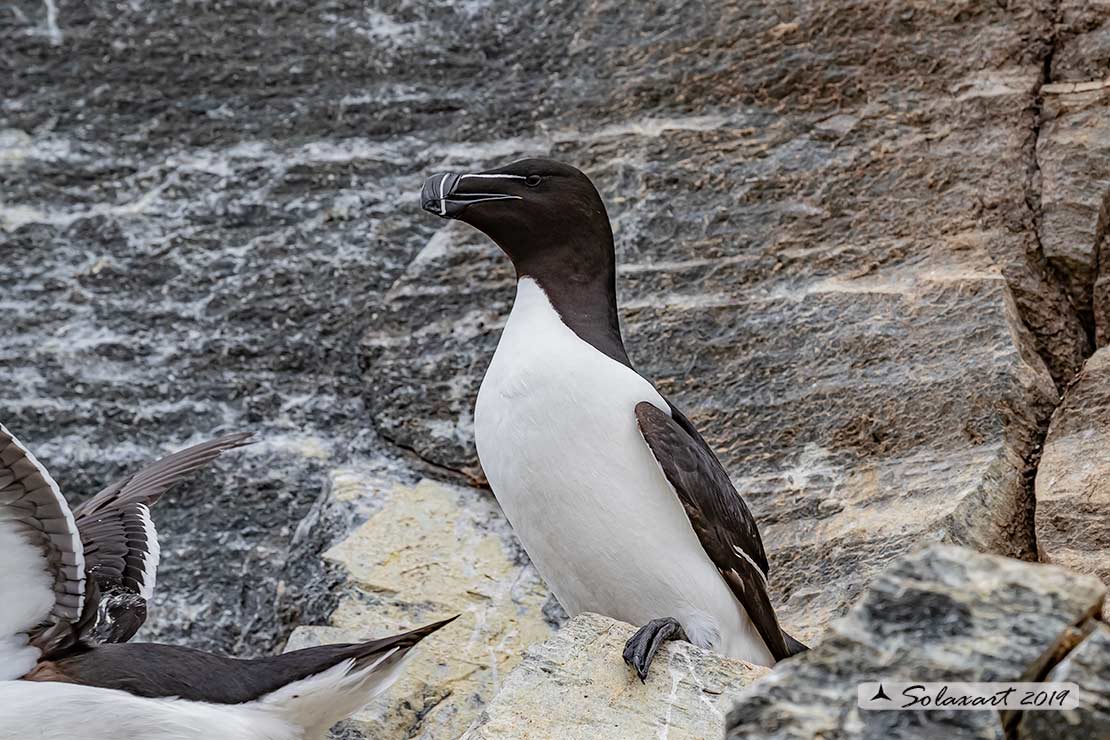 Alca torda: Gazza marina; Razorbill