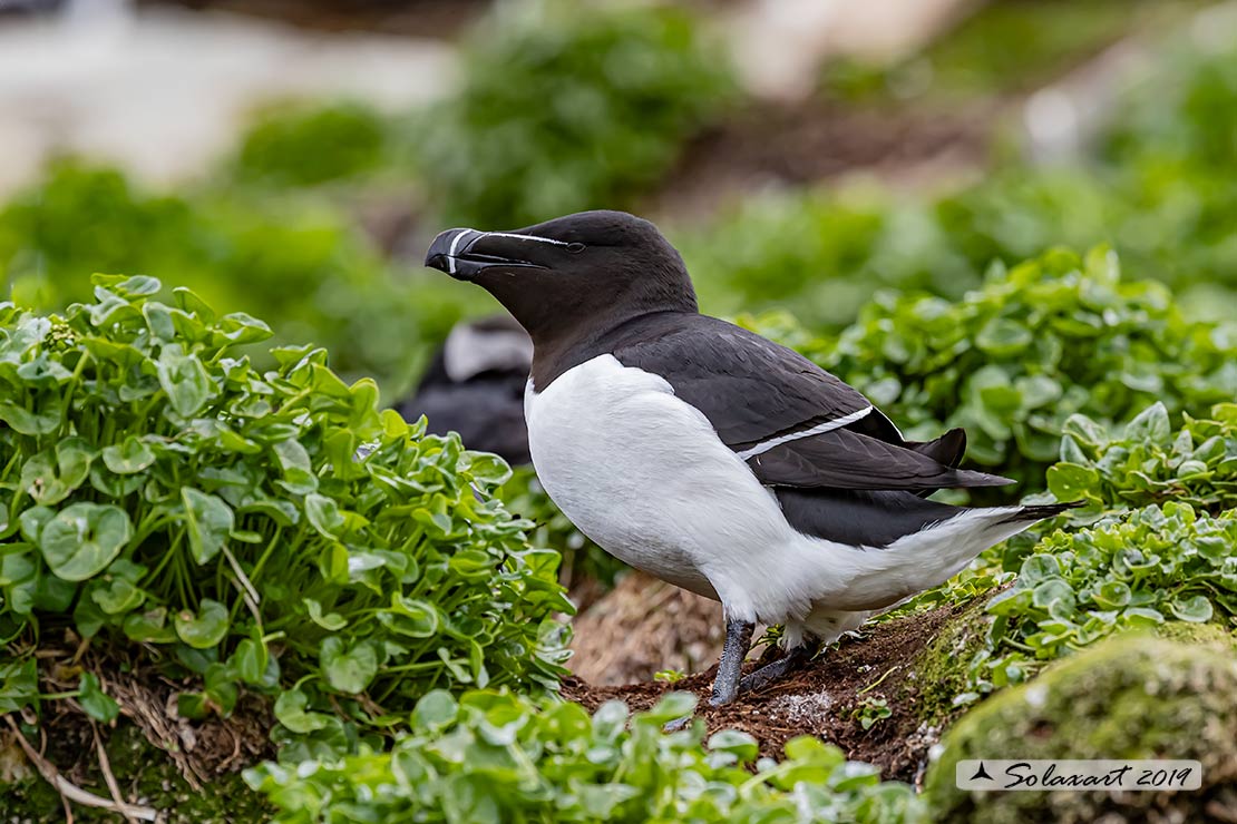 Alca torda: Gazza marina; Razorbill