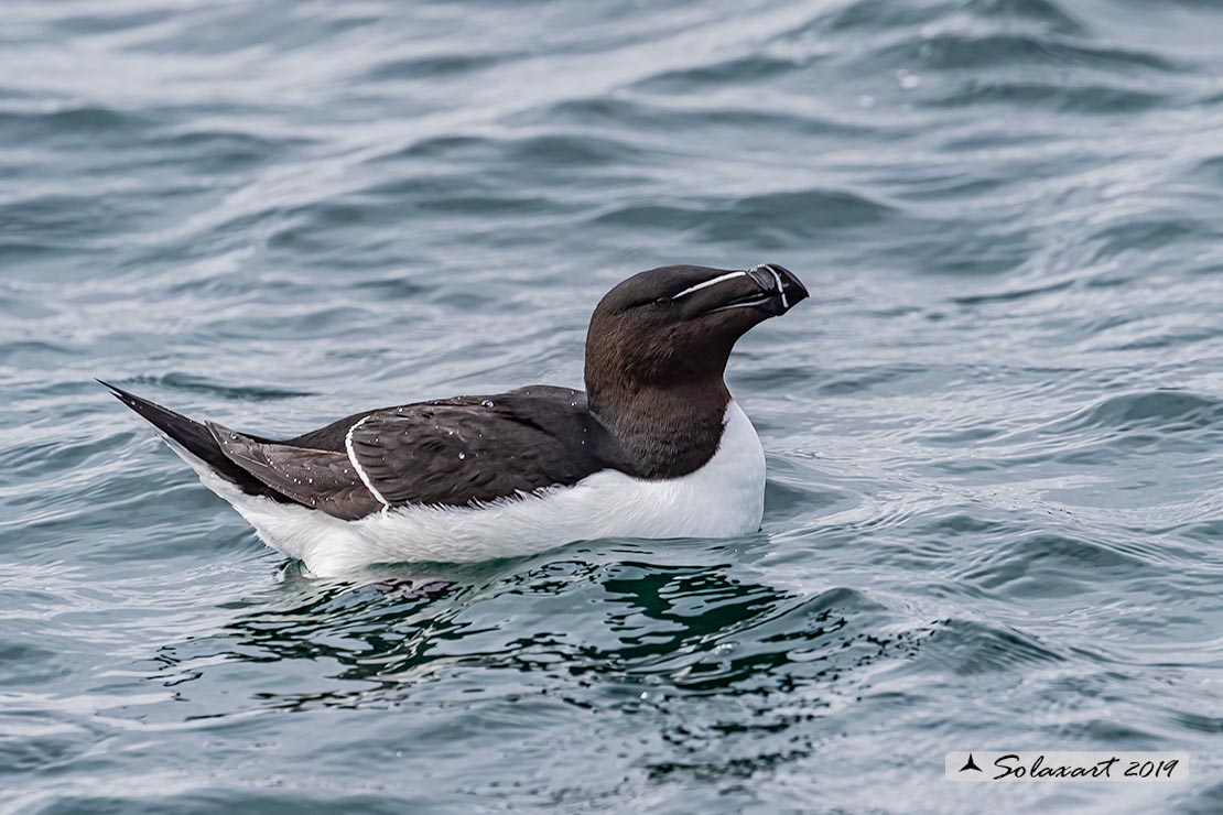 Alca torda: Gazza marina; Razorbill