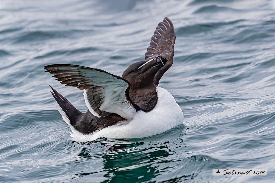 Alca torda: Gazza marina; Razorbill
