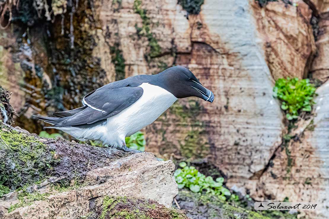 Alca torda: Gazza marina; Razorbill