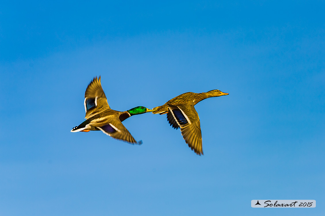 Anas platyrhynchos  -  Germano reale  - Mallard