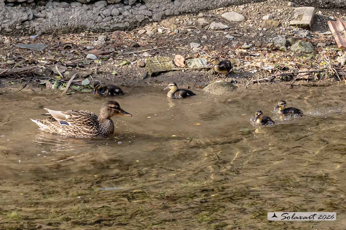 Anas platyrhynchos - Germano reale - Mallard