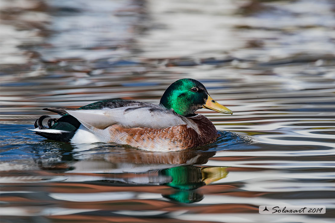 Anas platyrhynchos - Germano reale - Mallard