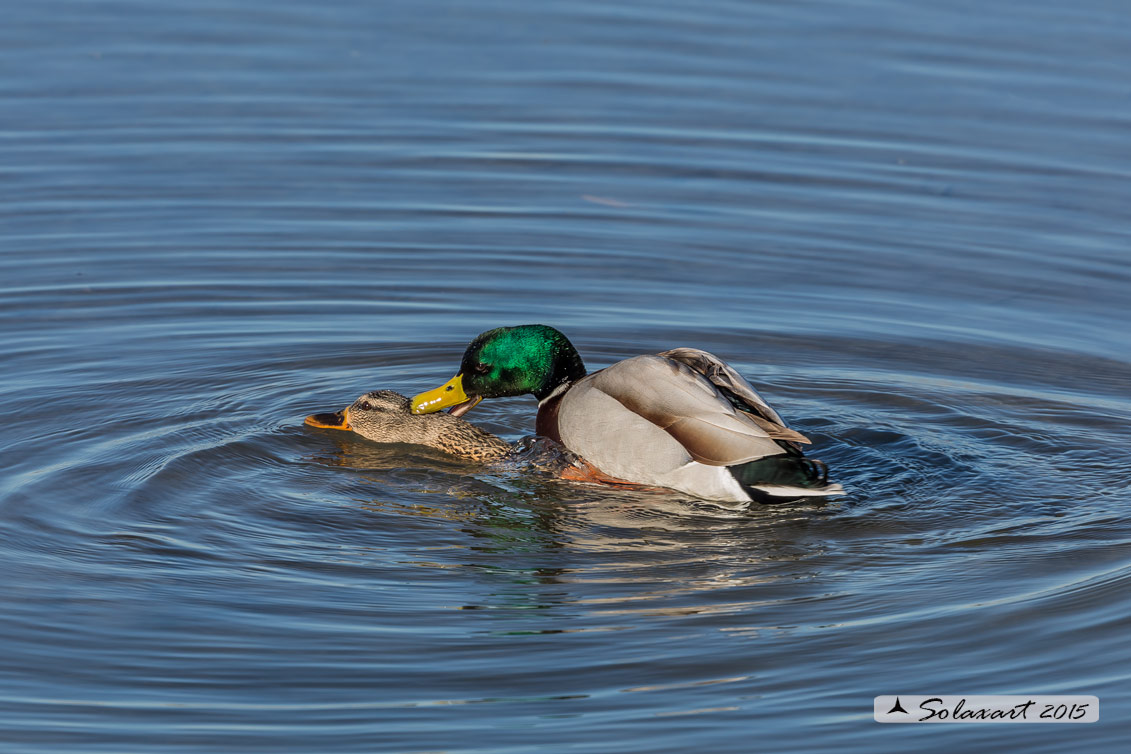 Anas platyrhynchos - Germano reale - Mallard