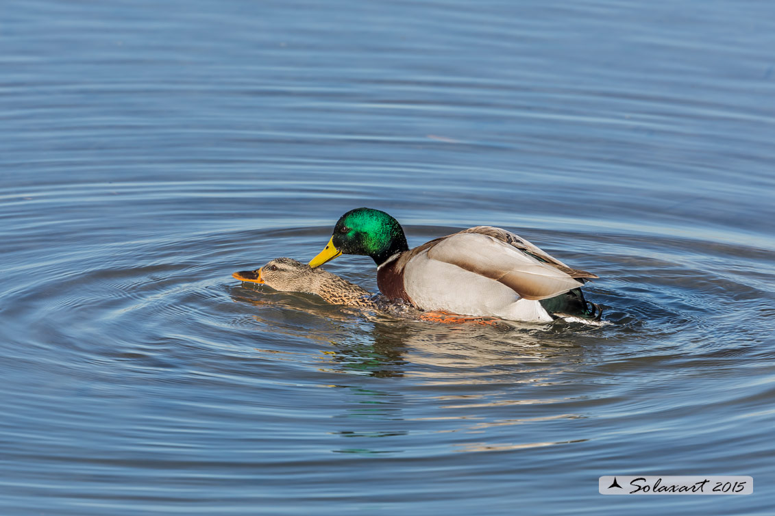 Anas platyrhynchos - Germano reale - Mallard