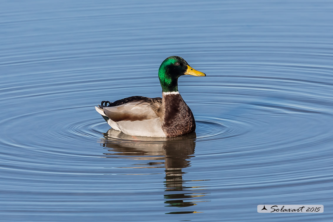 Anas platyrhynchos - Germano reale - Mallard