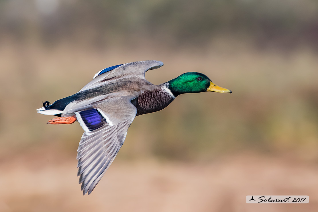 Anas platyrhynchos - Germano reale (maschio) - Mallard (male)