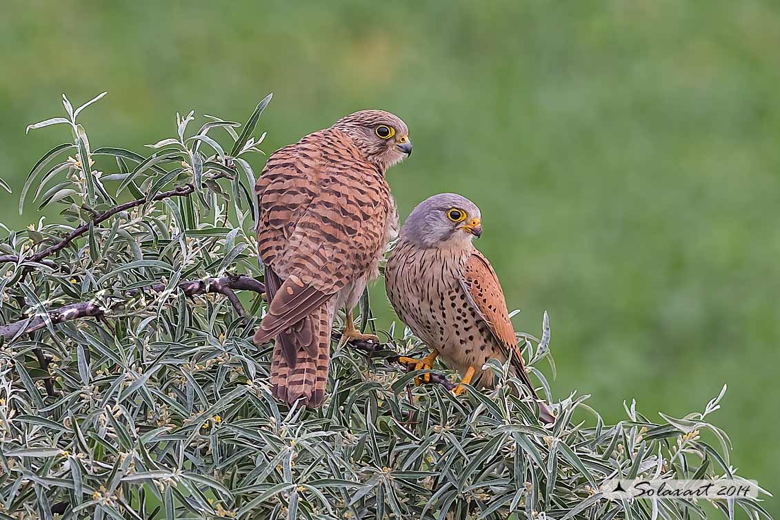 Falco tinnunculus:   Gheppio (coppia) ;   Common Kestrel (couple)