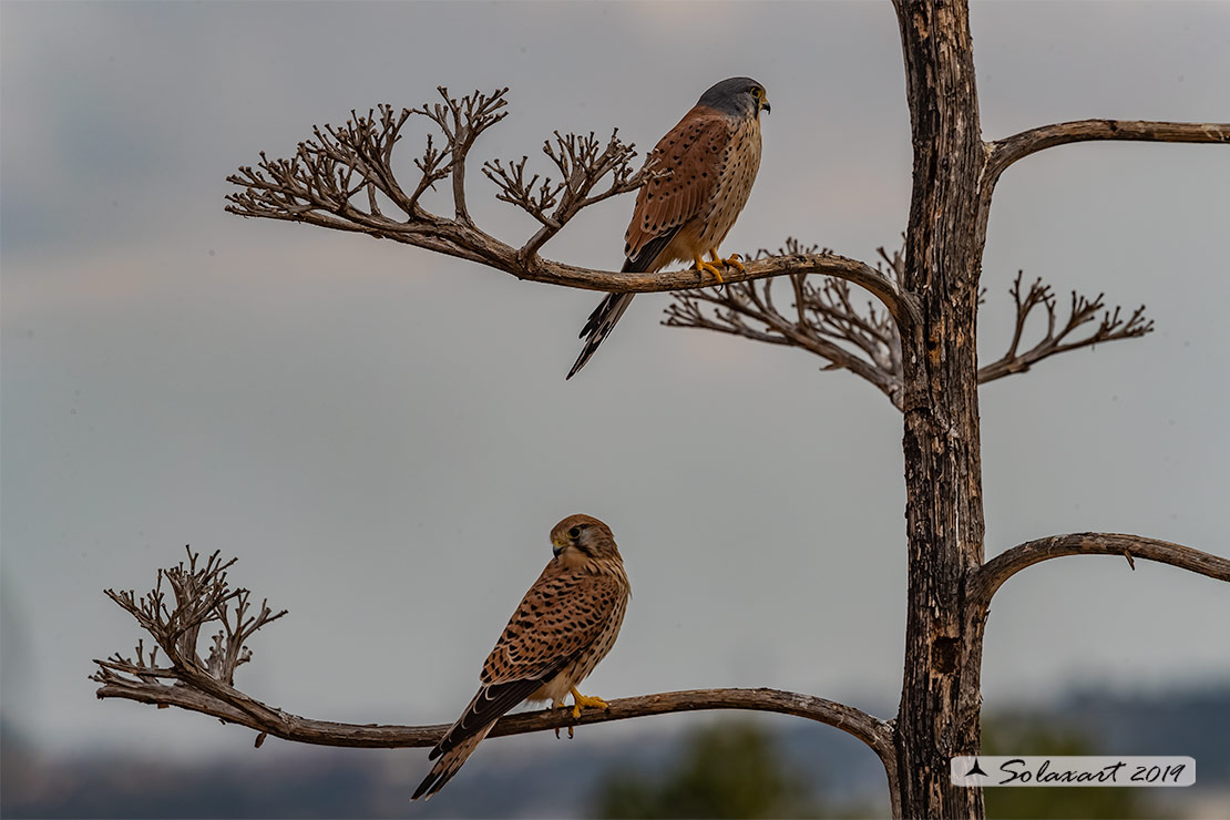 Falco tinnunculus:   Gheppio (coppia) ;   Common Kestrel (couple)