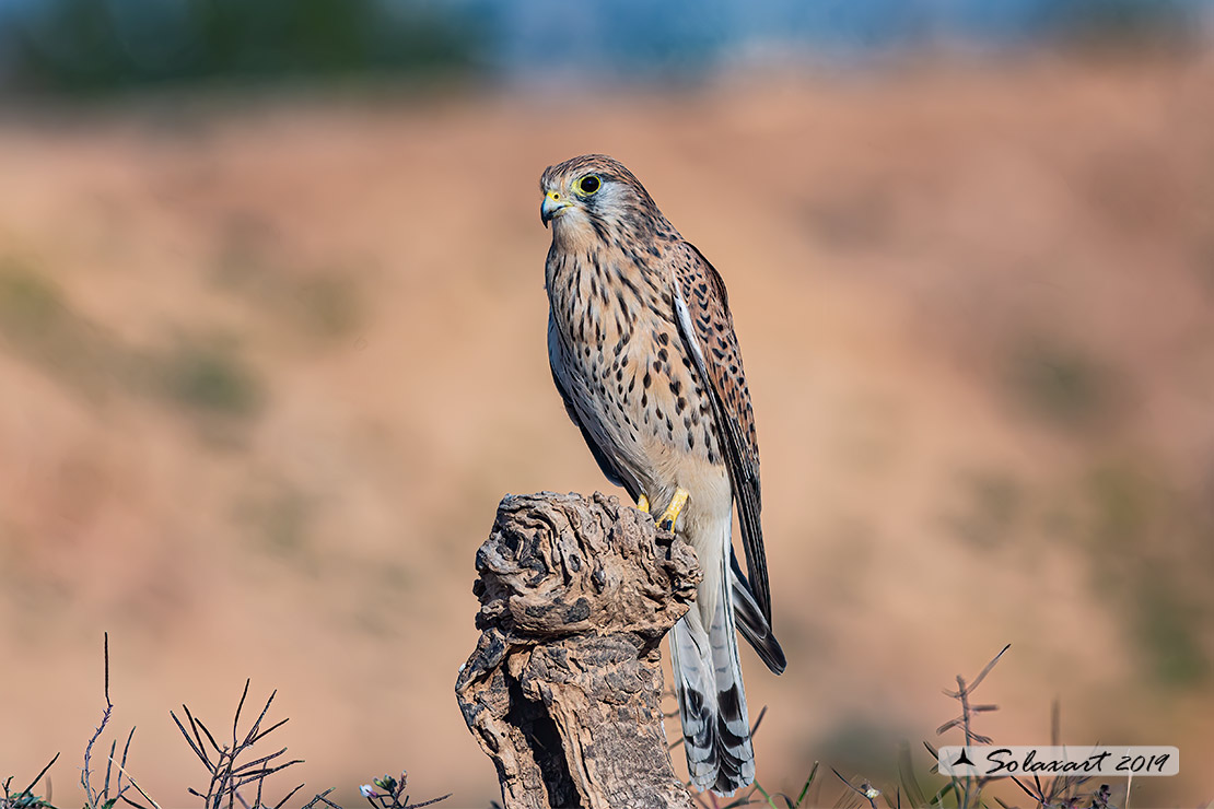 Falco tinnunculus: Gheppio (femmina) ; Common Kestrel (female)