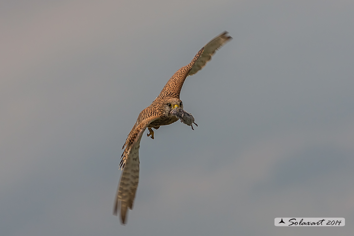 Falco tinnunculus: Gheppio (femmina) ; Common Kestrel (female)