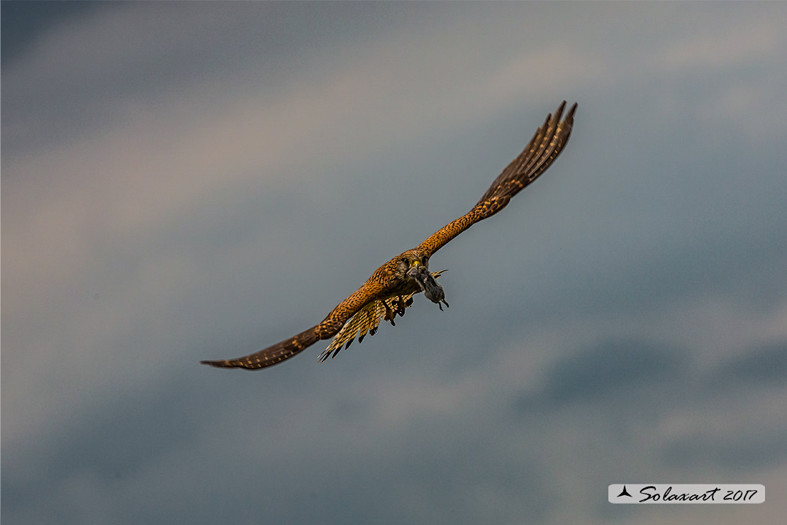 Falco tinnunculus: Gheppio (femmina) ; Common Kestrel (female)