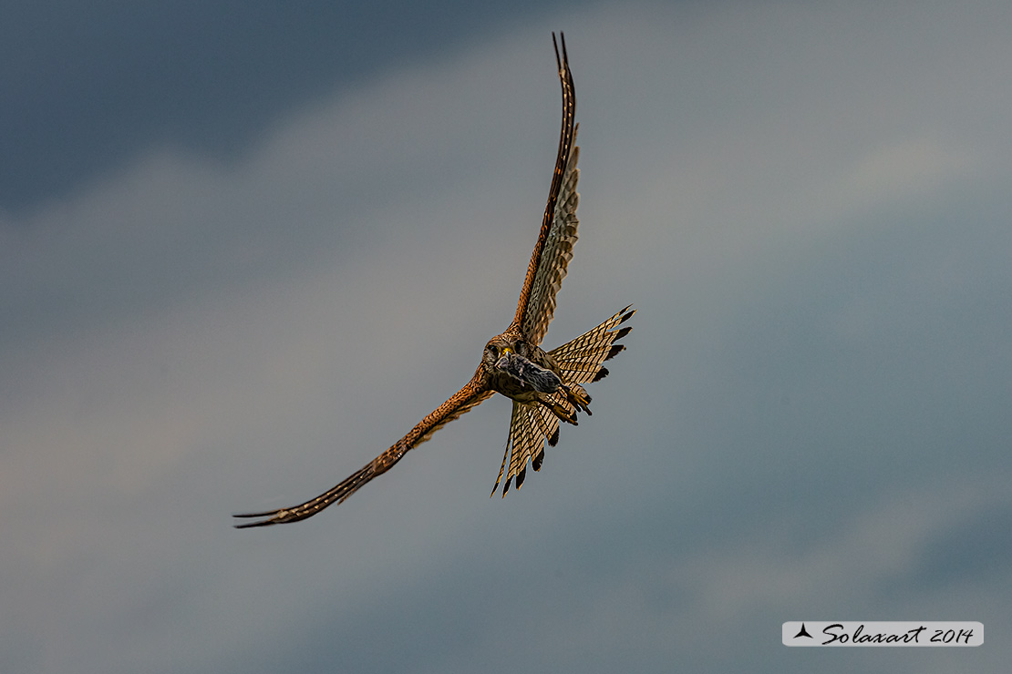 Falco tinnunculus: Gheppio (femmina) ; Common Kestrel (female)