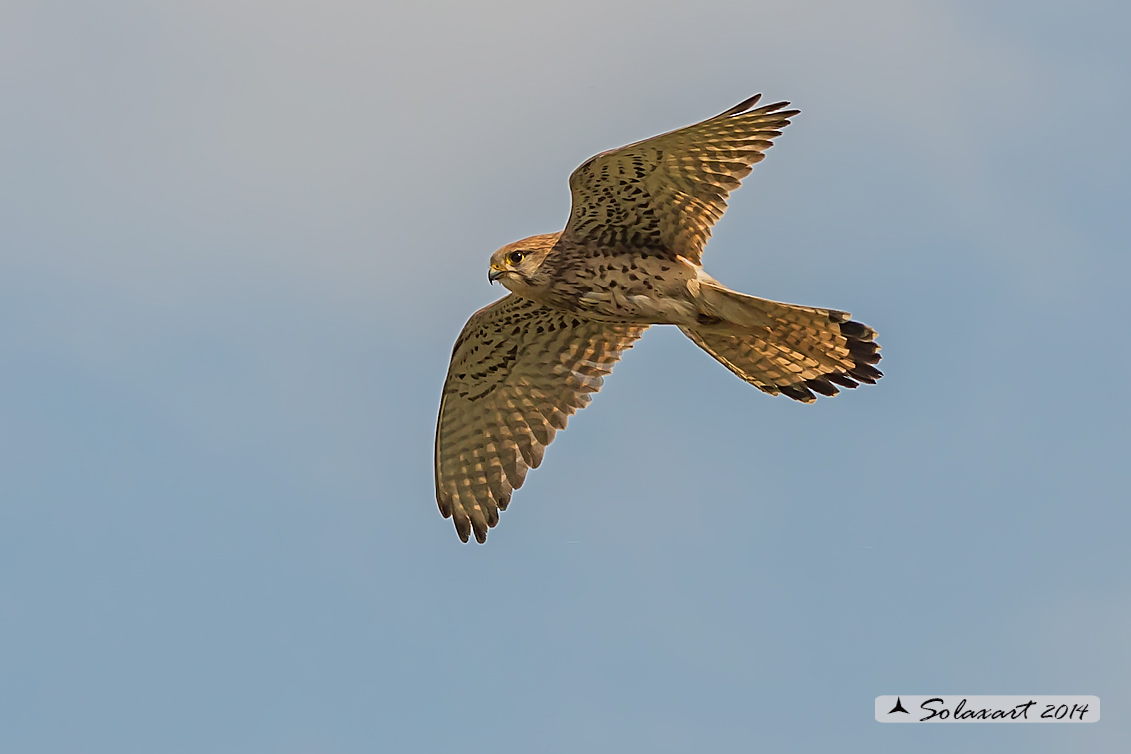 Falco tinnunculus: Gheppio (femmina) ; Common Kestrel (female)
