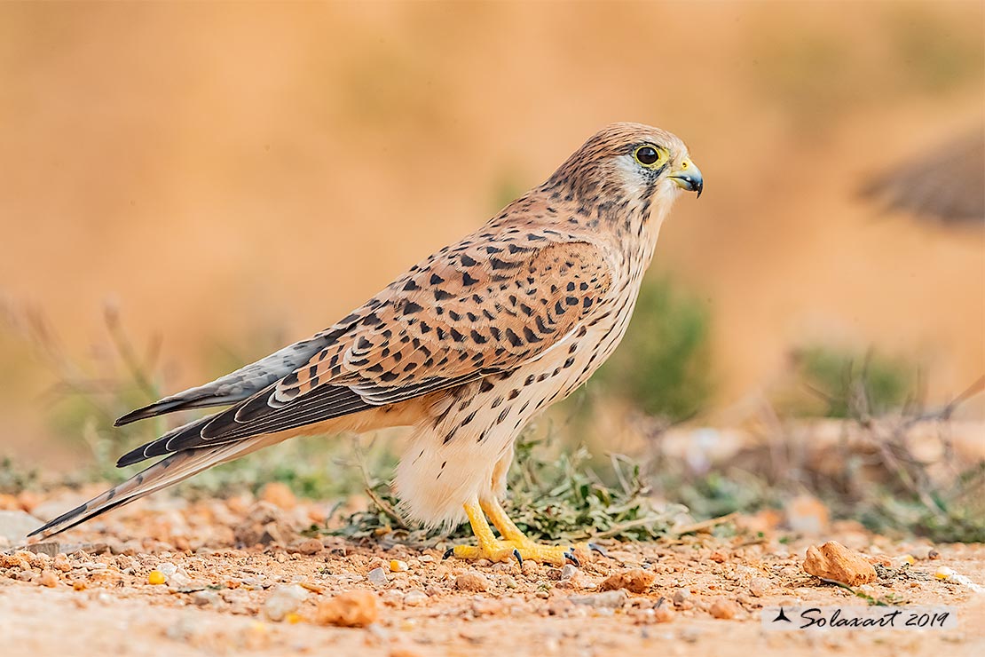 Falco tinnunculus: Gheppio (femmina) ; Common Kestrel (female)