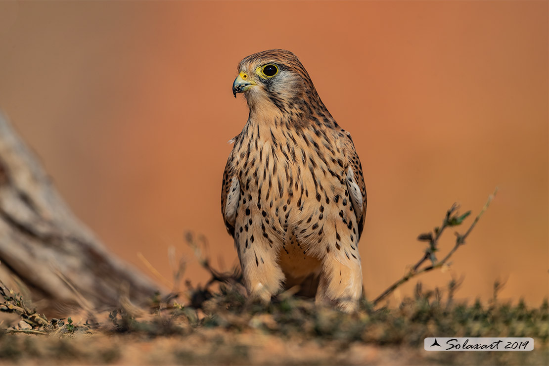 Falco tinnunculus: Gheppio (femmina) ; Common Kestrel (female)